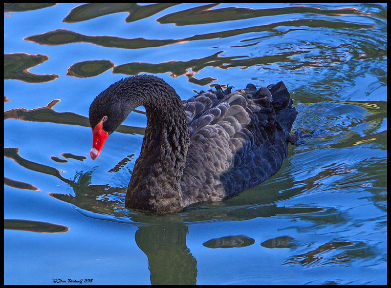 _5SB7928 black swan.jpg - Captive Black Swan